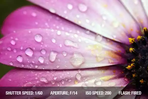 آموزش کامل عکاسی از گل