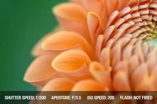 آموزش کامل عکاسی از گل