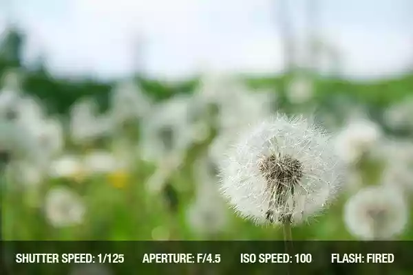 آموزش کامل عکاسی از گل