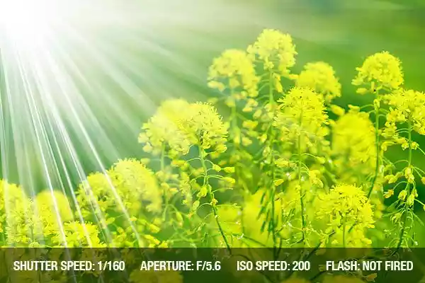 آموزش کامل عکاسی از گل