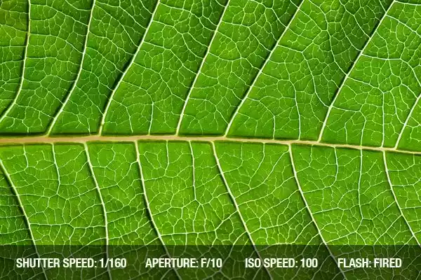 آموزش کامل عکاسی از گل